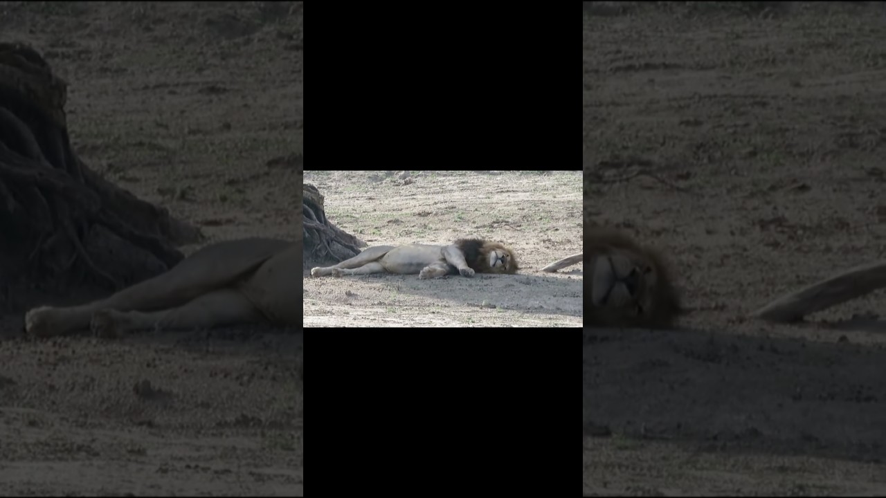 Les lions m&acirc;les sont fain&eacute;ants? #shorts #lion #documentary #animals