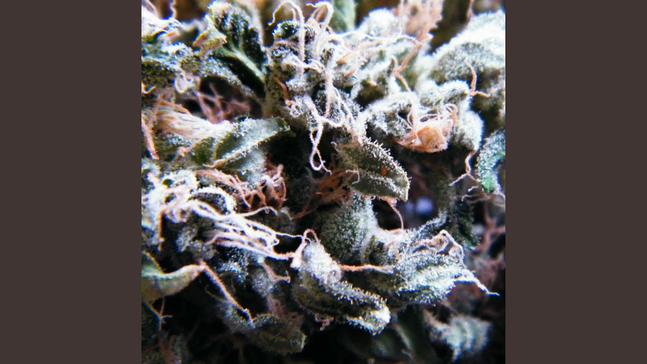 Legalize It