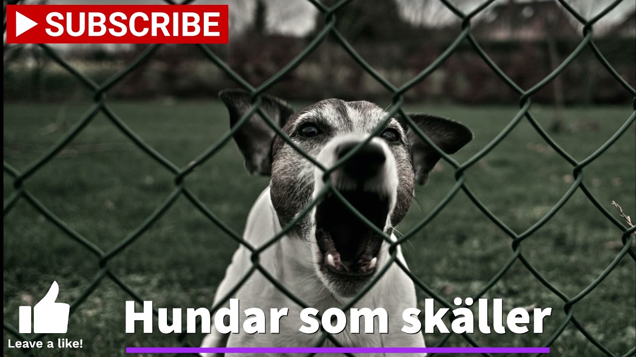 Hundar som skäller - Hundbarkning