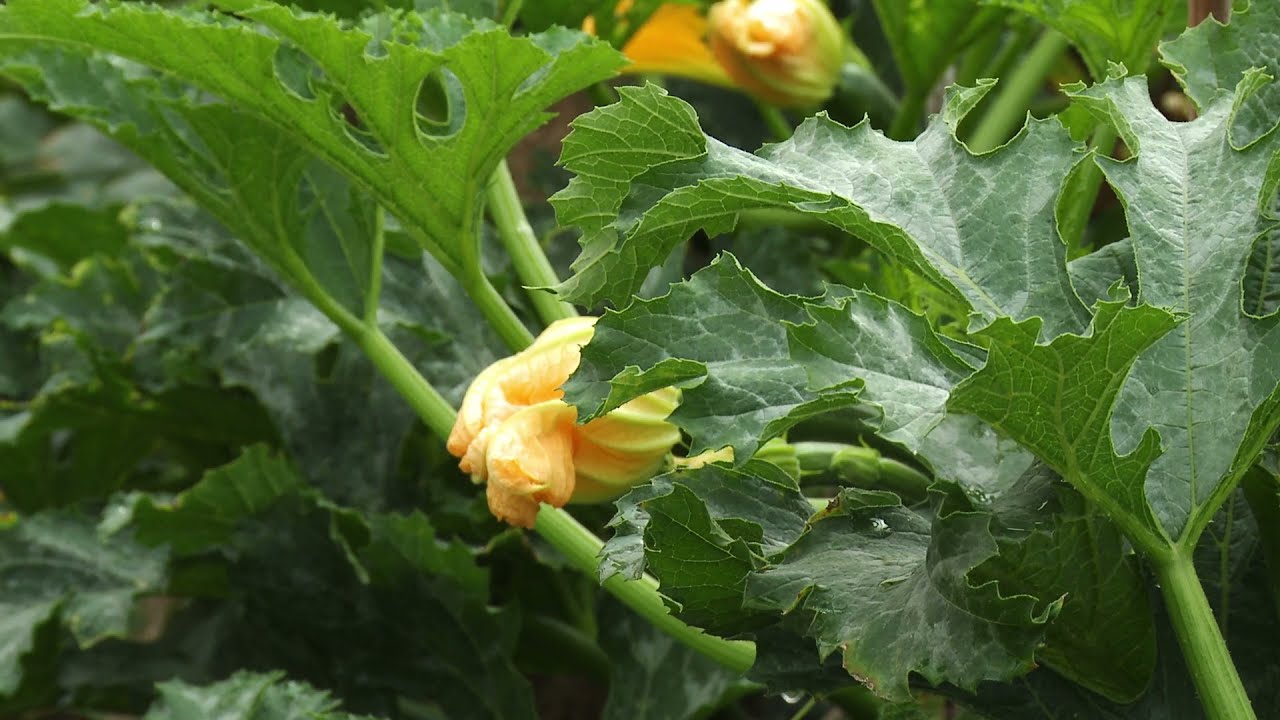 Zucchino in serra, la strategia Basf contro l’oidio