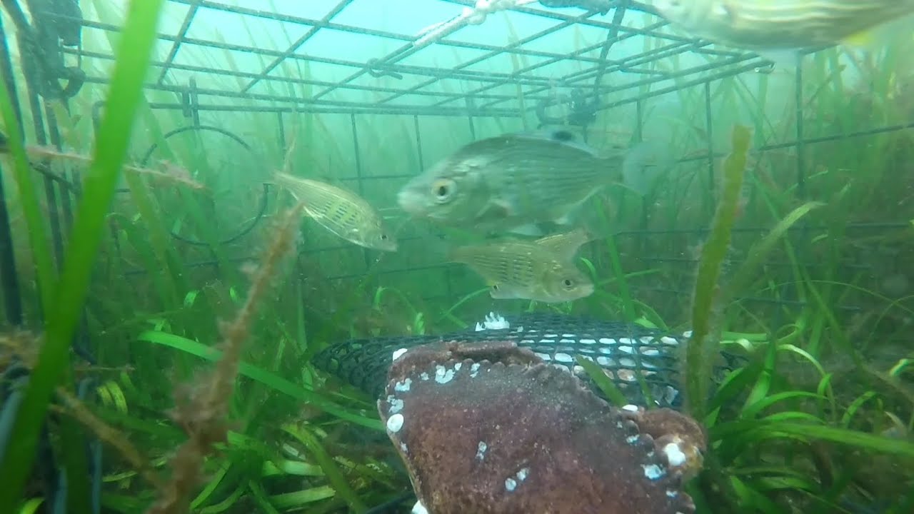 Exploring the Puget Sound (Mukilteo): A Crab Pot's Underwater World