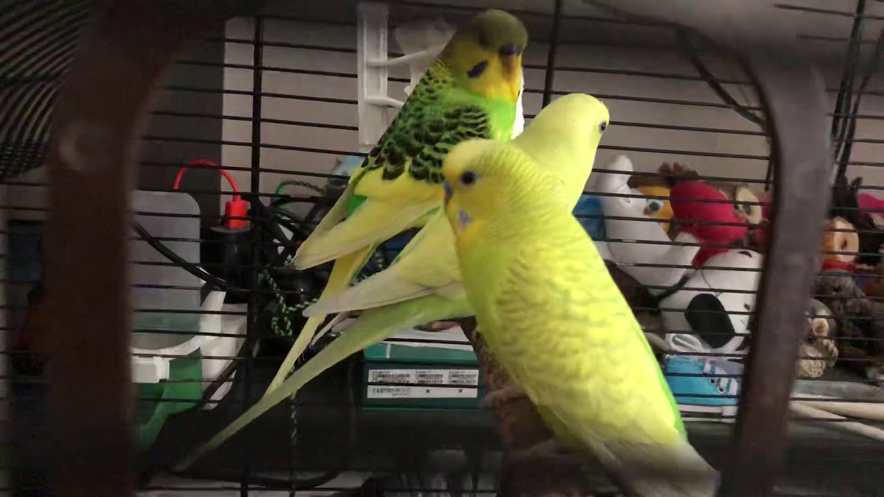 Comment accueillir un nouvel oiseau?