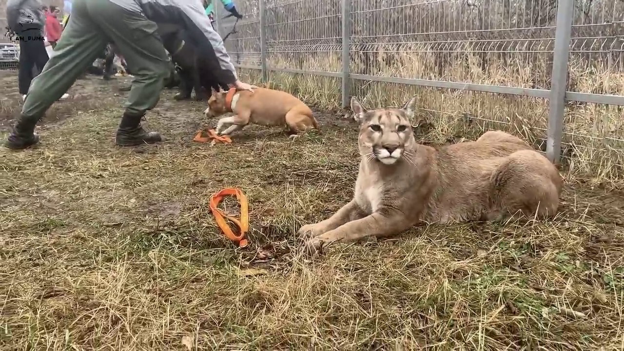 Открытый урок. Пума Месси даёт мастер-класс.
