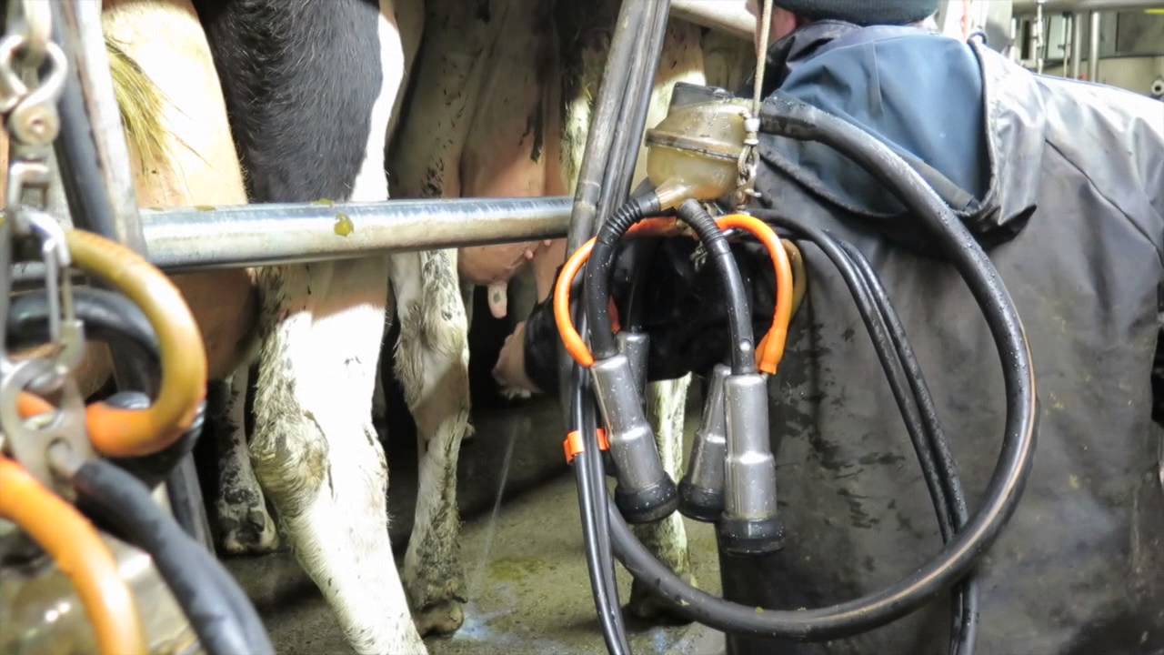 Milking parlour series: Paddy & Joe Fogarty, Co Laois