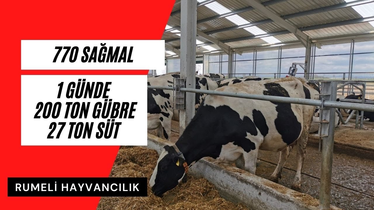 SÜTTEN DAHA FAZLA GÜBRE ÜRETEN HAYVANCILIK İŞLETMESİ