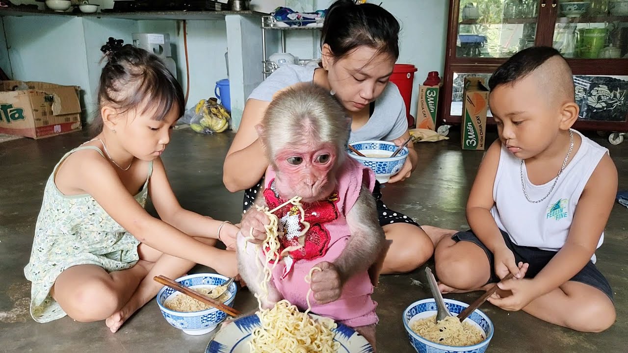 The frugal lunch of the family of baby monkeys Bob