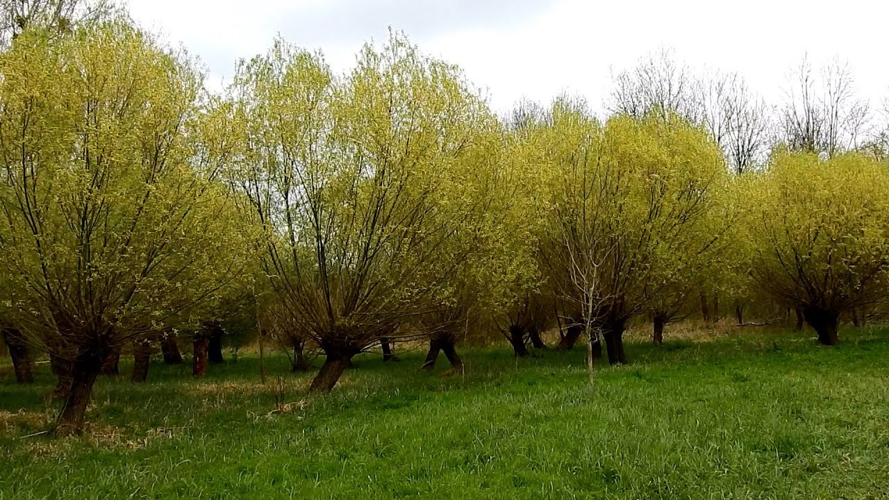 DRUHY LESA A BIODIVERZITA - LUŽNÍ LES