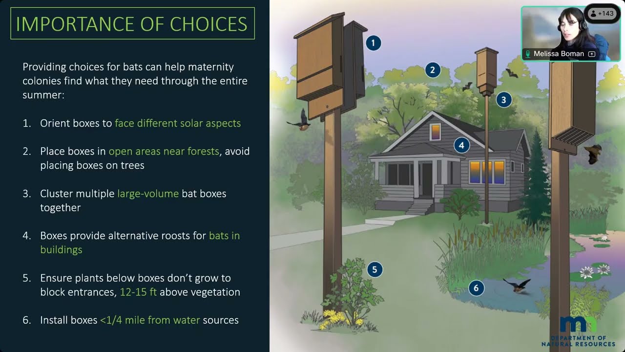 232 How to maximize your bat box usage 20260211