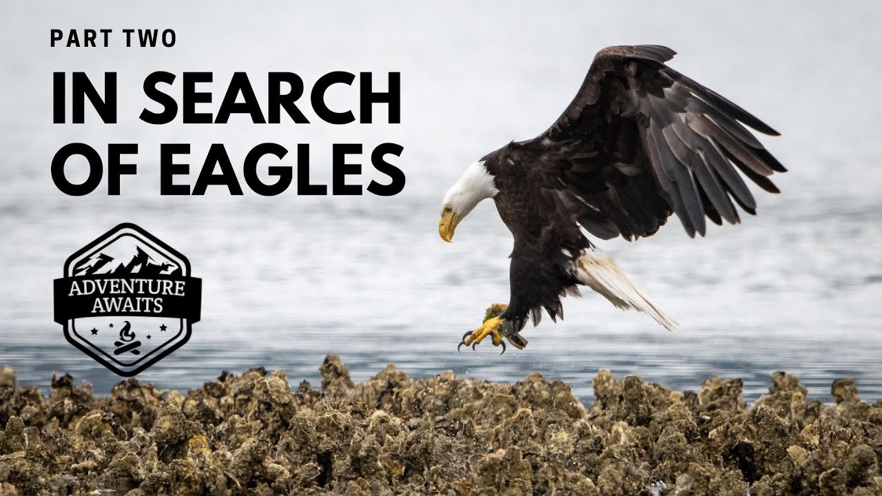 In Search of Eagles Part Two