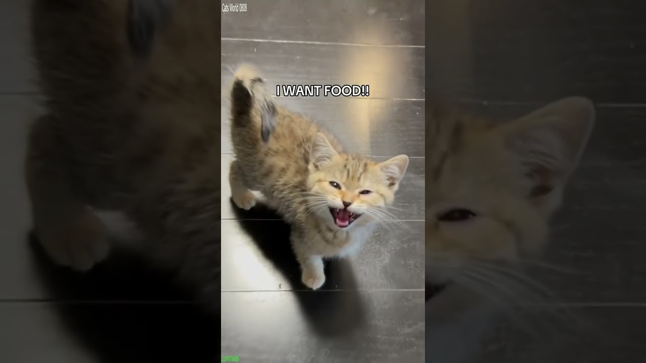 Funny Pets 🐱 #trending 🐈‍⬛ # #2820