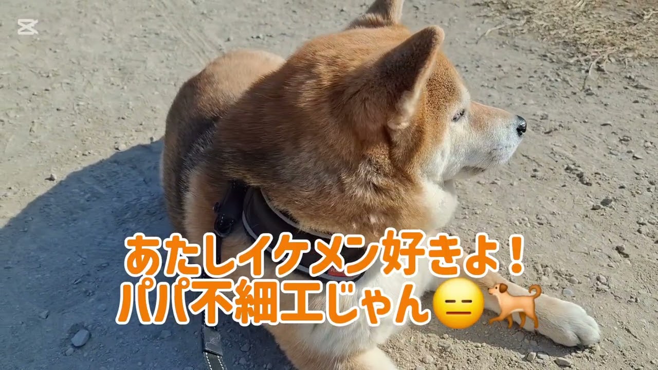 きなこパパとデート♥️つくちゃんトリミングに行くの巻🤗#柴犬#柴プー#可愛い犬#犬のいる生活#千葉県船橋市