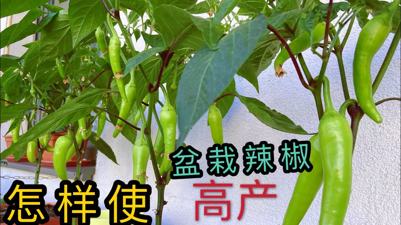 【种菜】盆栽辣椒高產經驗//如何施肥/澆水/自治什么样肥料可以增產