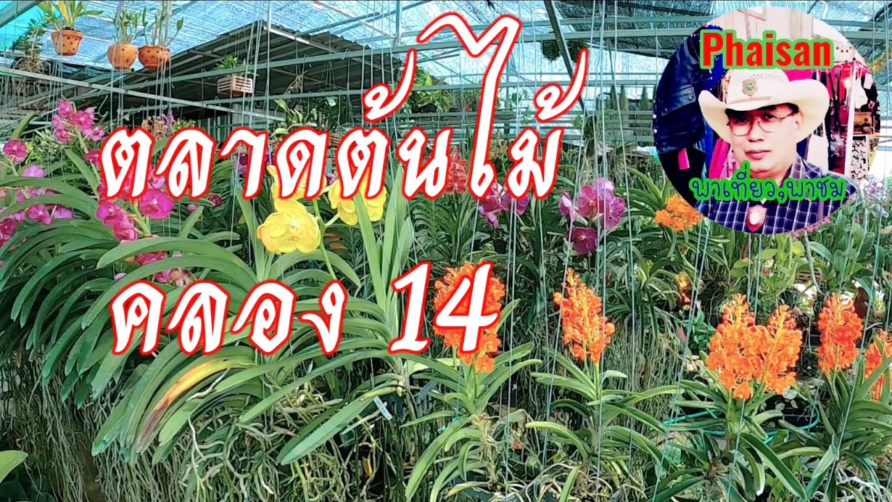 ตลาดต้นไม้คลอง 14 ต้องซื้อต้นอะไรกันดี ลองไปเที่ยวชมกันดูครับ