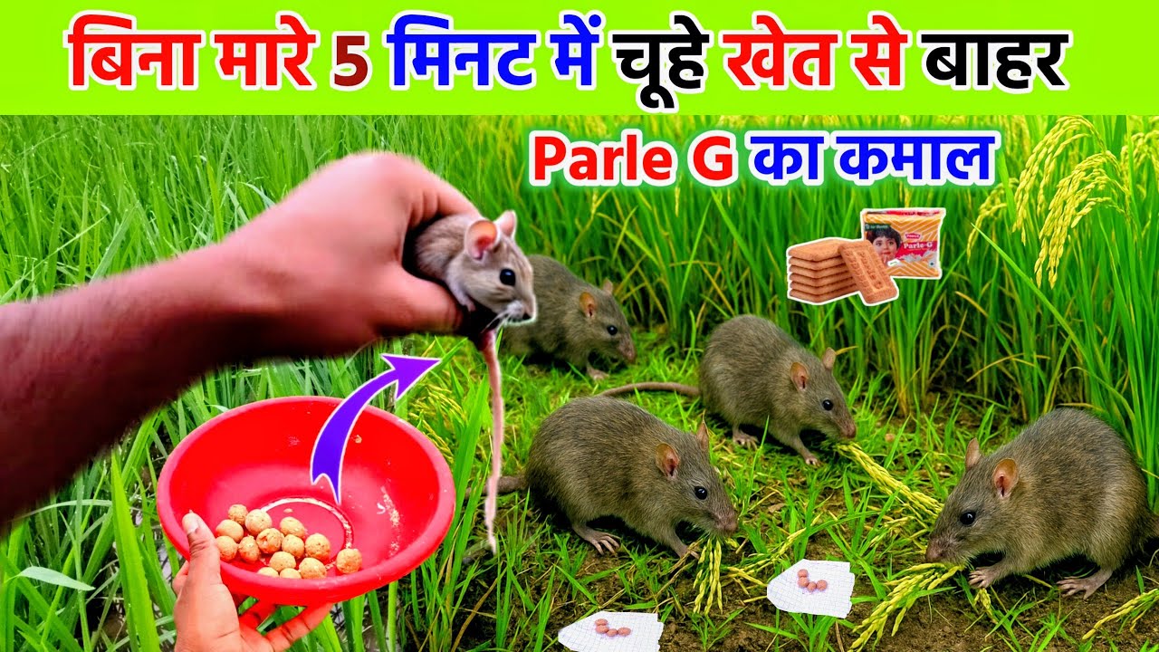 खेत के चूहा कैसे भगाएं | चूहे भगाने वाला देशी जुगाड़ | How to Raise House and Field Mice #khetmechuhe
