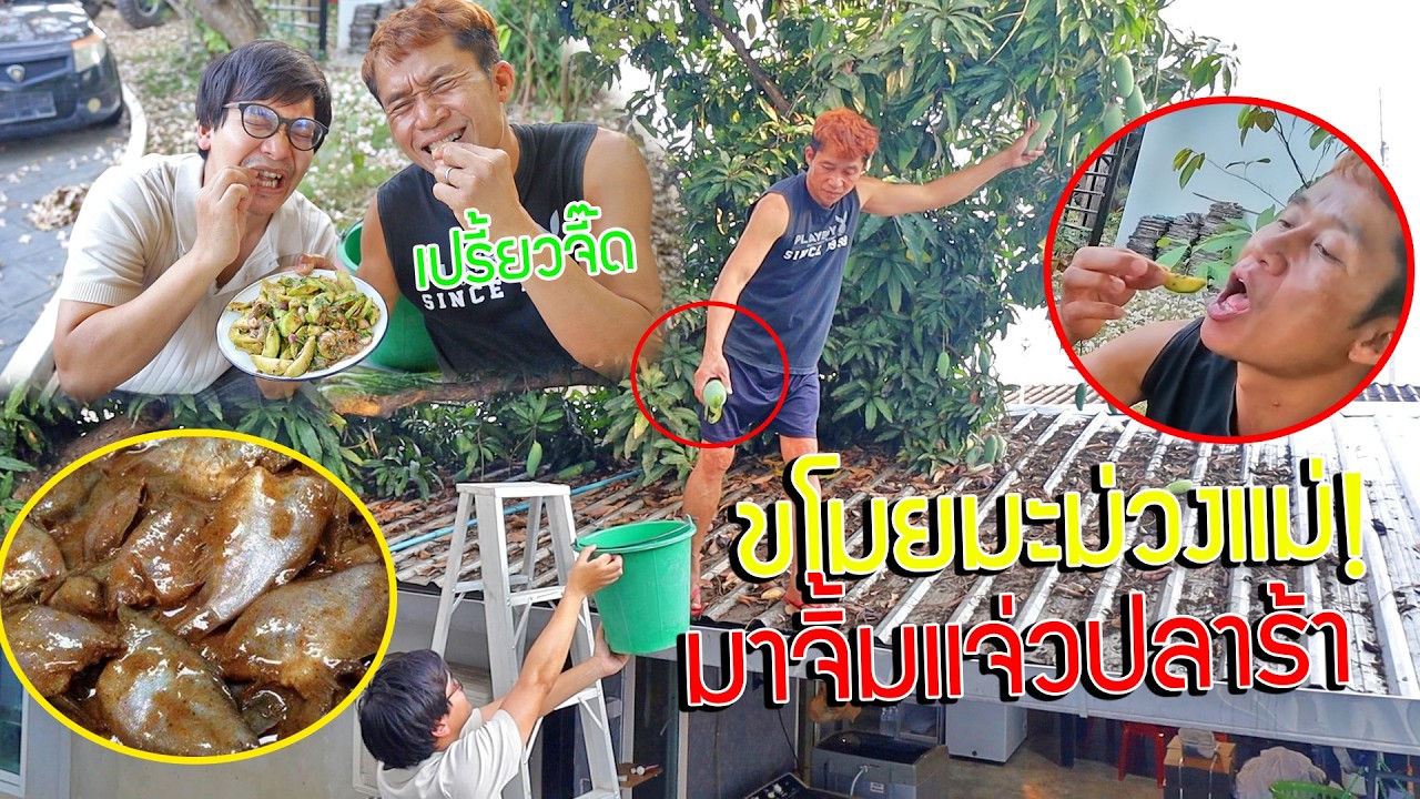 ขโมยมะม่วงสุดรักสุดหวงแม่มาทำมะม่วงแจ่วปลาร้า !!