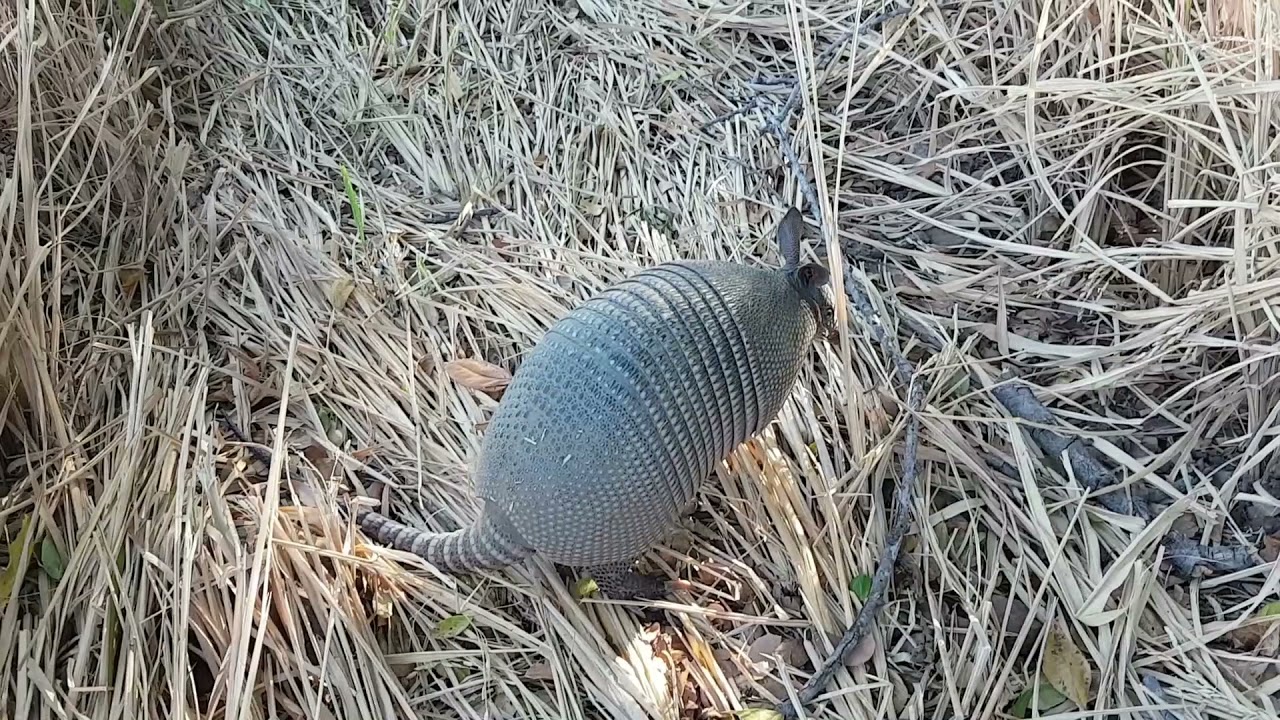 Armadillo en arrozales de Buena Vista Colima