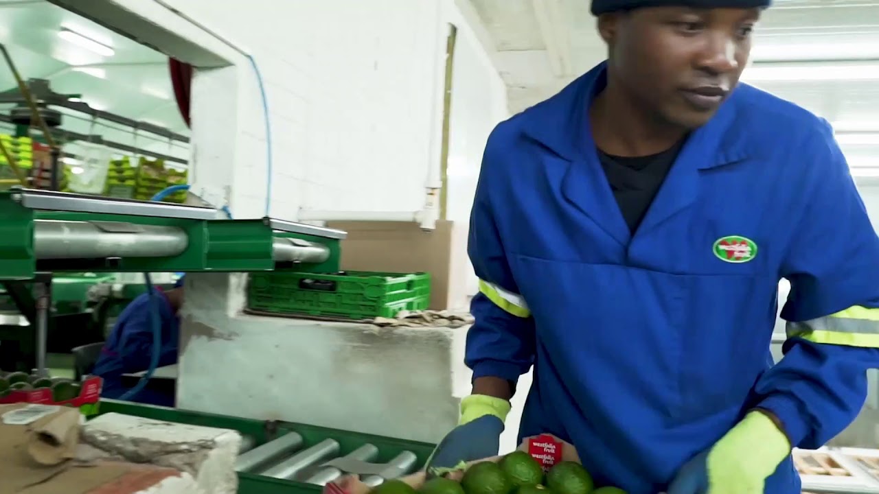 Sustainable Avocado Production in South Africa