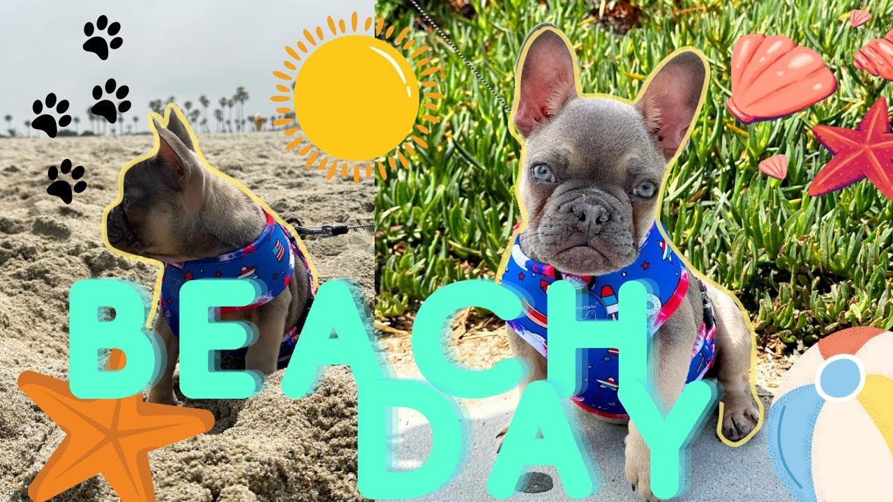 SPEND THE DAY WITH NURF | FIRST TIME AT THE BEACH, MEETING NEW FRIENDS 🐾🐶