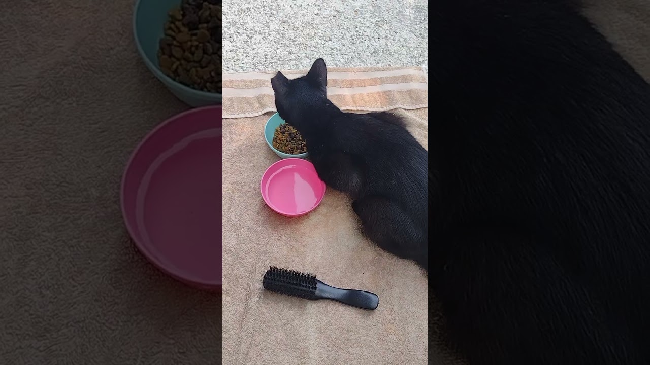 My Maria girl brush time 