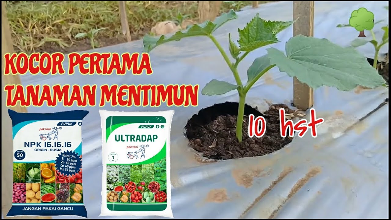 PUPUK KOCOR PERTAMA TANAMAN MENTIMUN 10 HST
