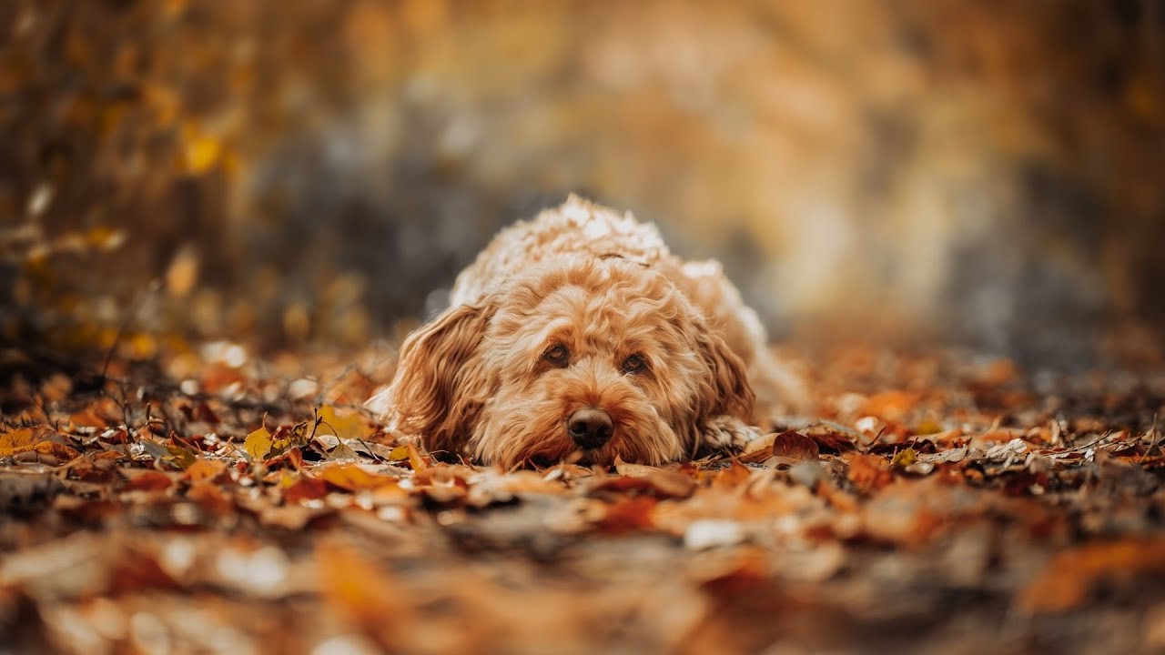 Obedience Training: How to Get Started with Your Soft-Coated Wheaten Terrier