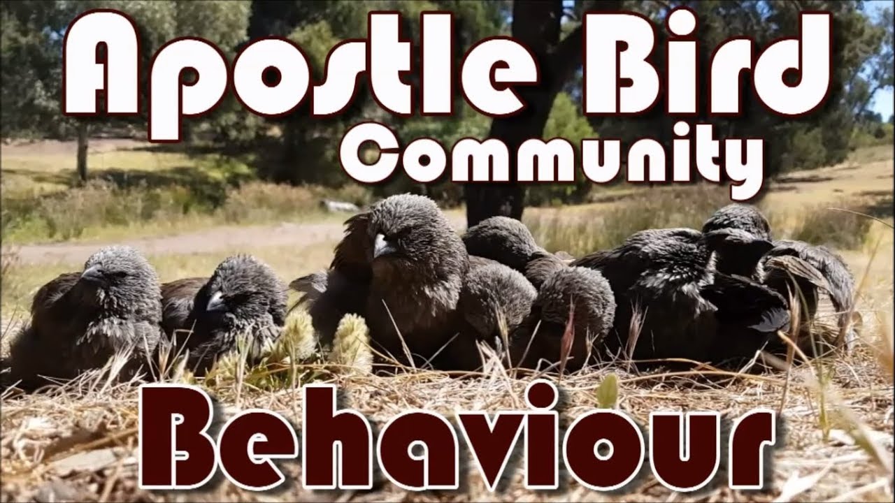 Apostle Bird Community Behaviour, Flinders Ranges