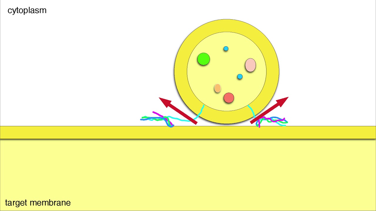 Vesicle Fusion (Membrane Docking and Cargo Release)