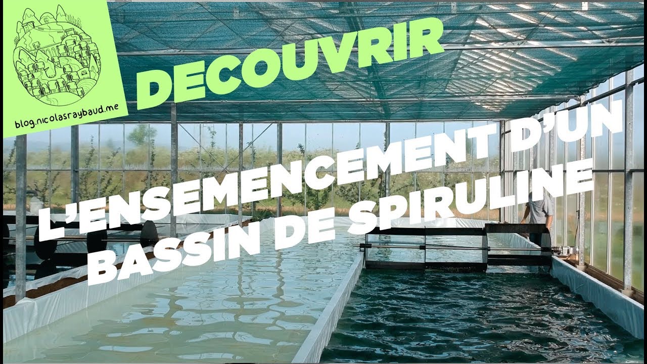 Algoa Spiruline. L'ensemencement d'un bassin.