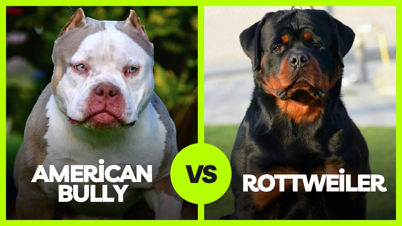 American Bully vs Rottweiler: Breed Guide