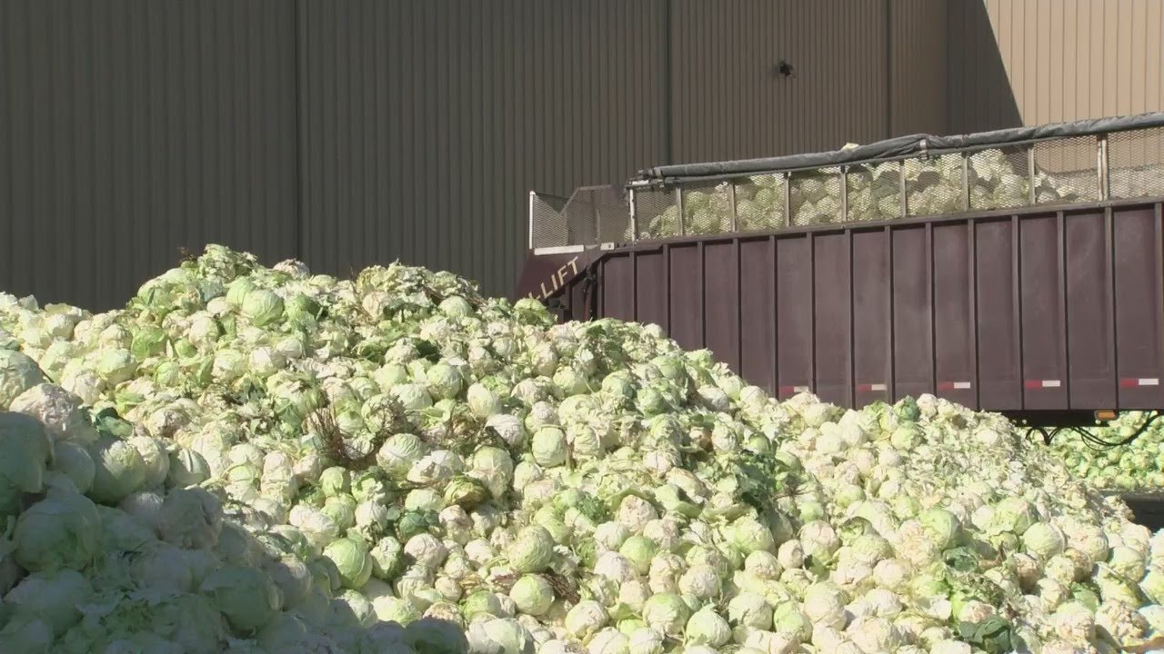 LOF: From Cabbage to Kraut