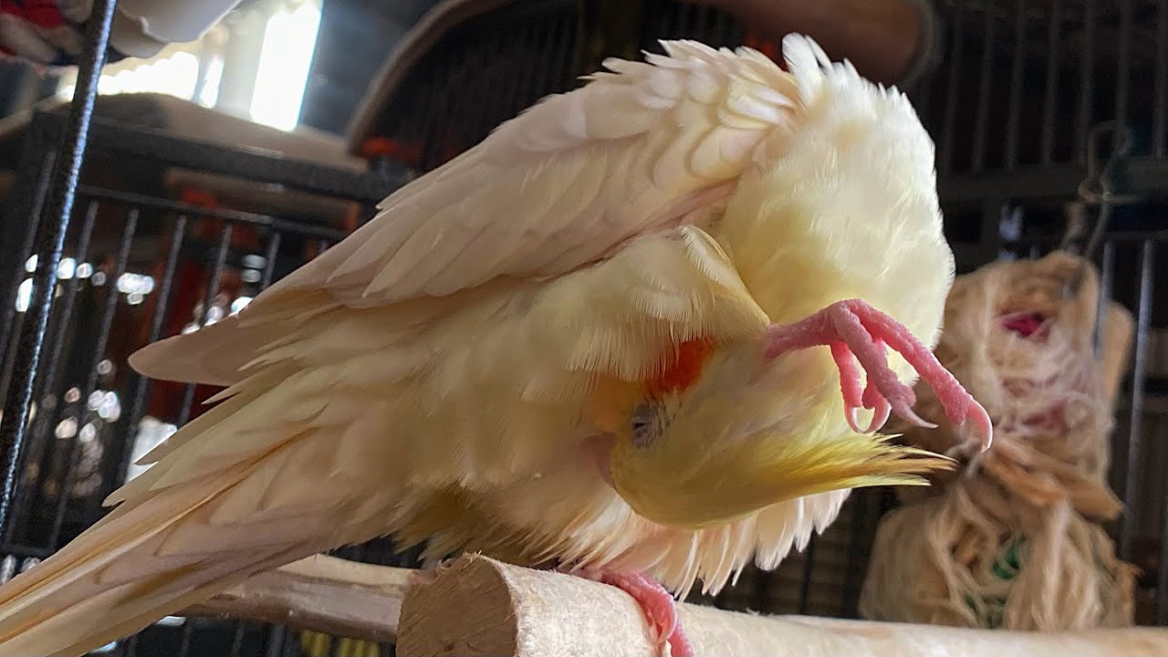 MY BIRDS GET THERE CAGES CLEANED
