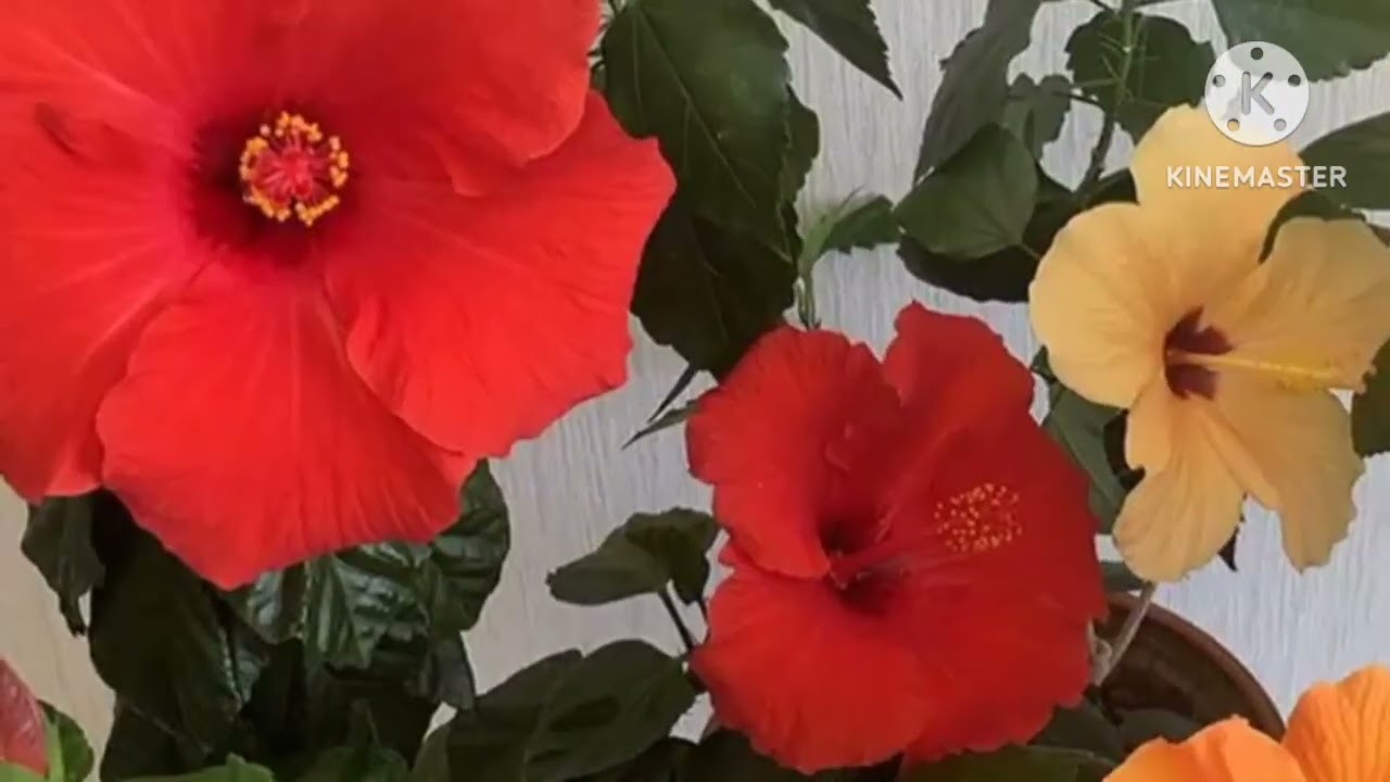 KTAYISKI ROZA GULINI QANAQA OZIQANI YAXSHI KURADI VA UNING PARVARISHI HAQIDA MALUMOT.