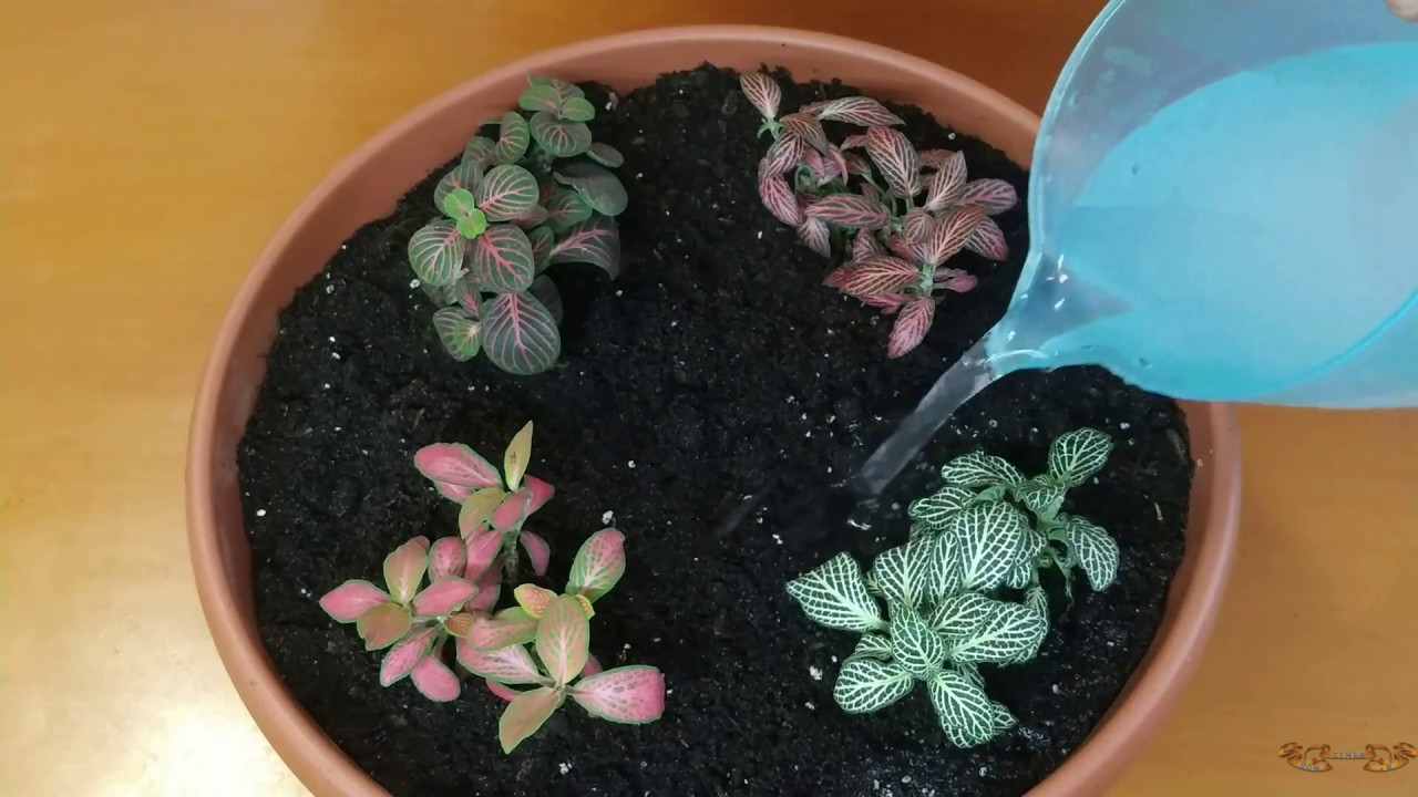 Фиттония на подоконнике - 1 часть. Уход, размножение, посадка, проблемы выращивания