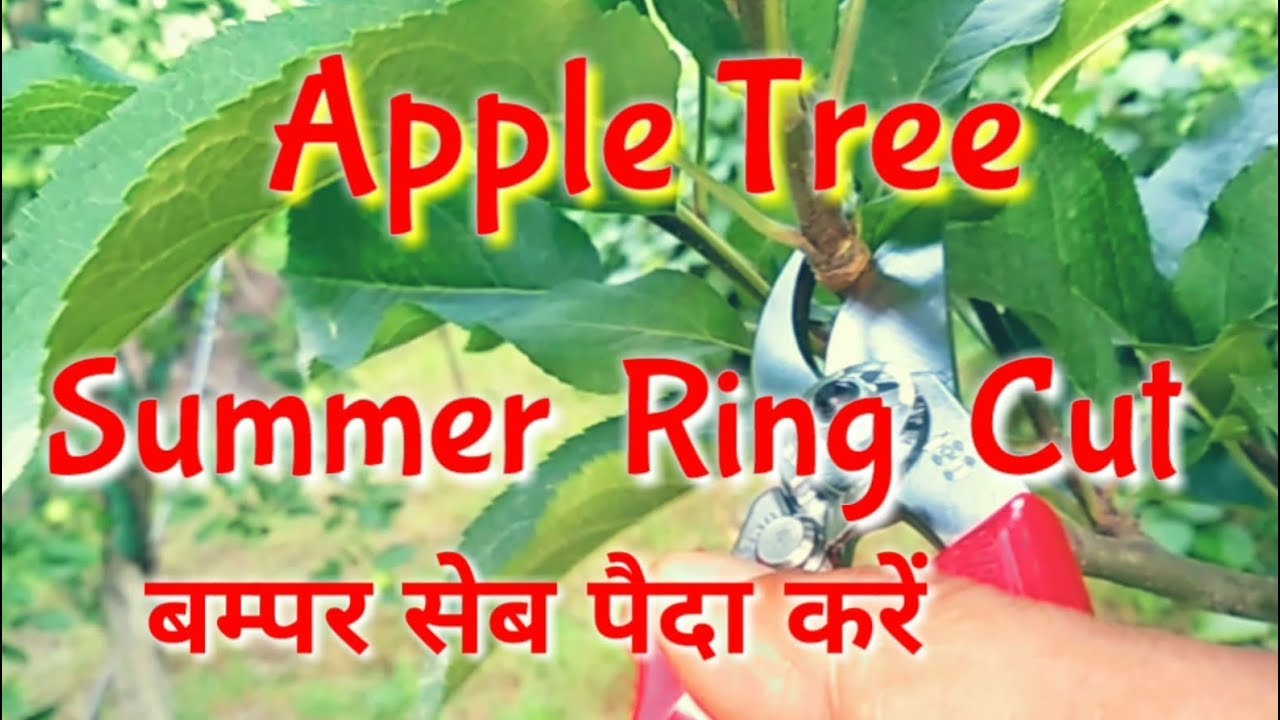 Summer Ring Cutting on Apple Trees, How, what, When, by Inside Great Himalaya