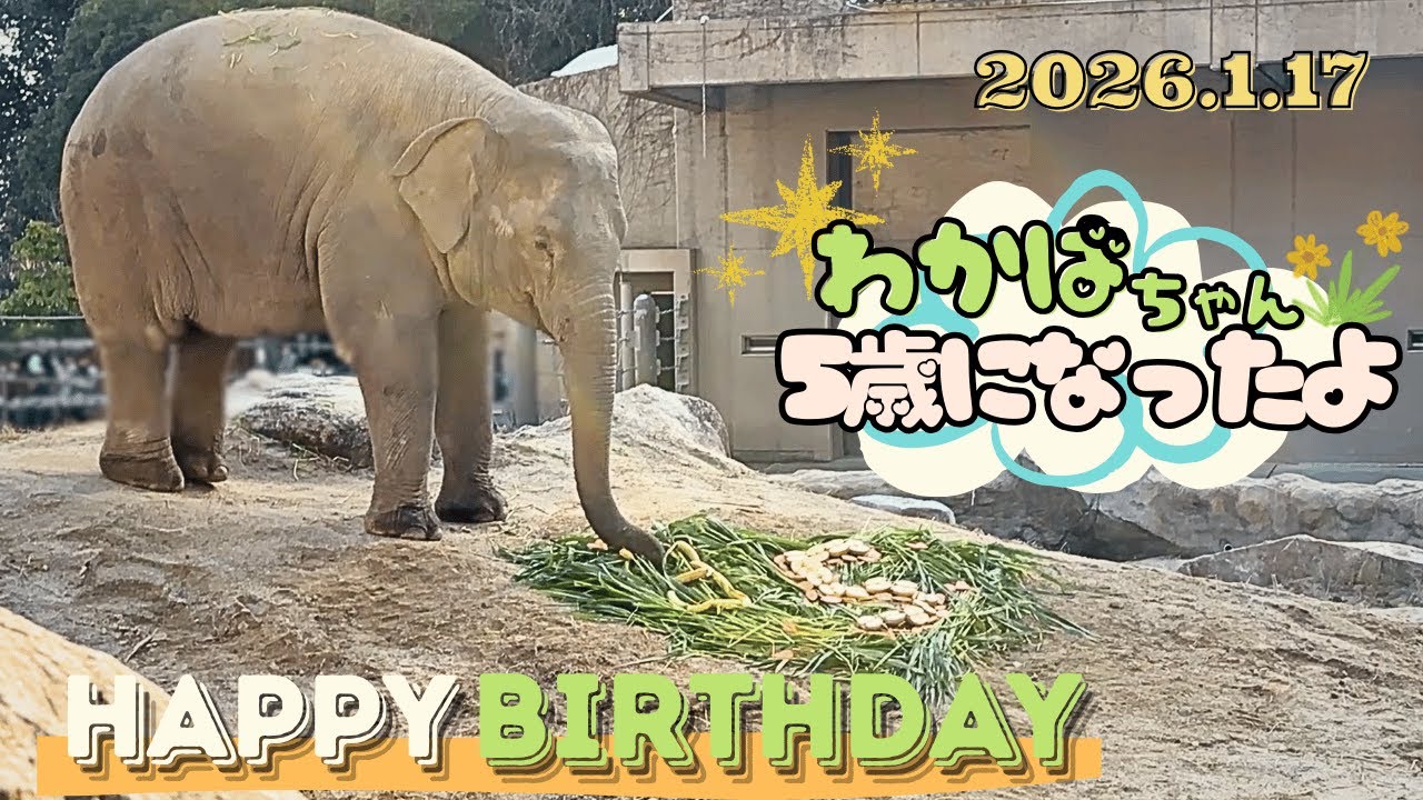 アジアゾウわかばちゃん🩷5歳の誕生日イベントに行ってきました🐘🎂【福岡市動物園】