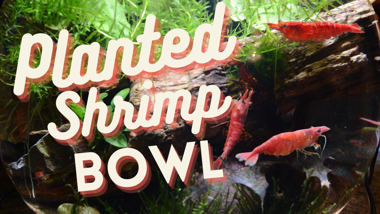 Planted 3 Gallon Shrimp Bowl