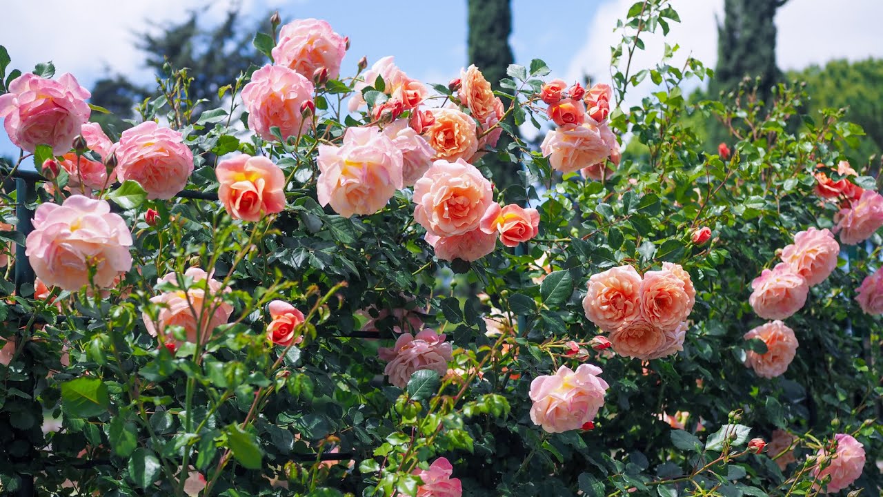 Peach Melba - Kordes Rose