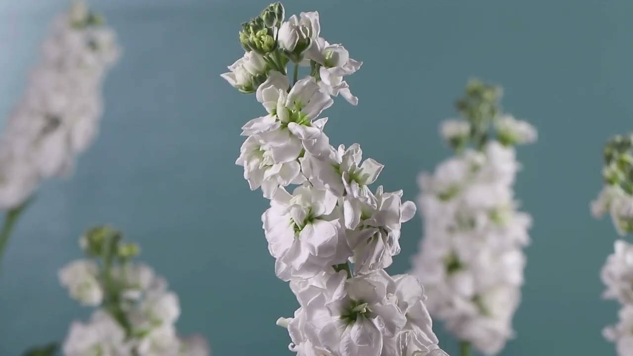 How to stop being controlled by what people will think