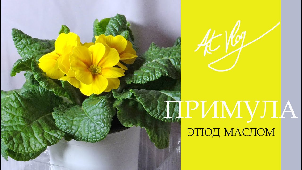 Primrose.  Etude with oil paints