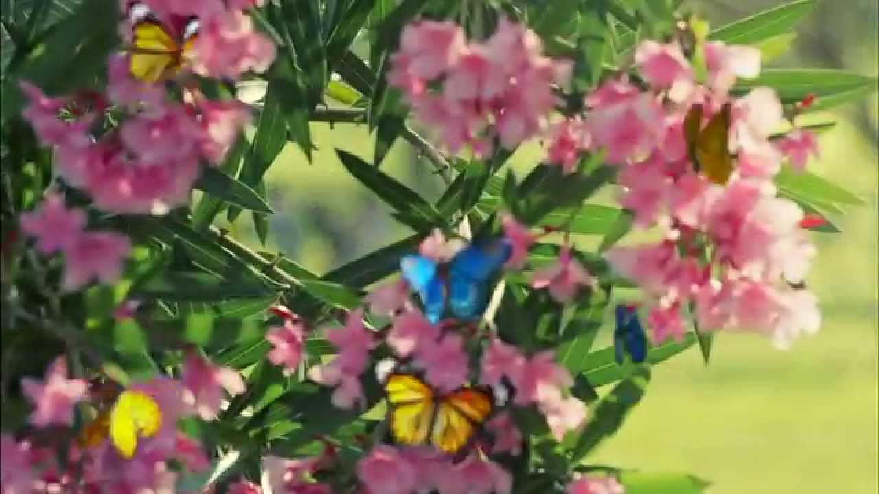 THE GAUDIUM SCHOOL TVC