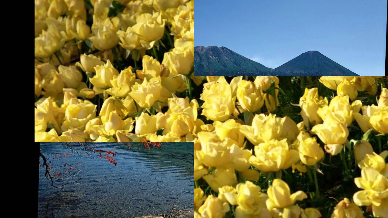 DVD 3 - 13 cîntări ale Oastei din cele mai frumoase - 234 grafice