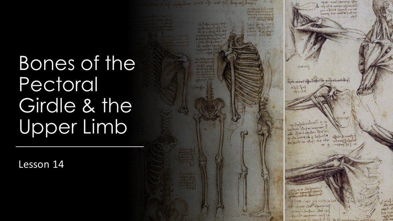 Lesson 14 Bones of the Upper Limb