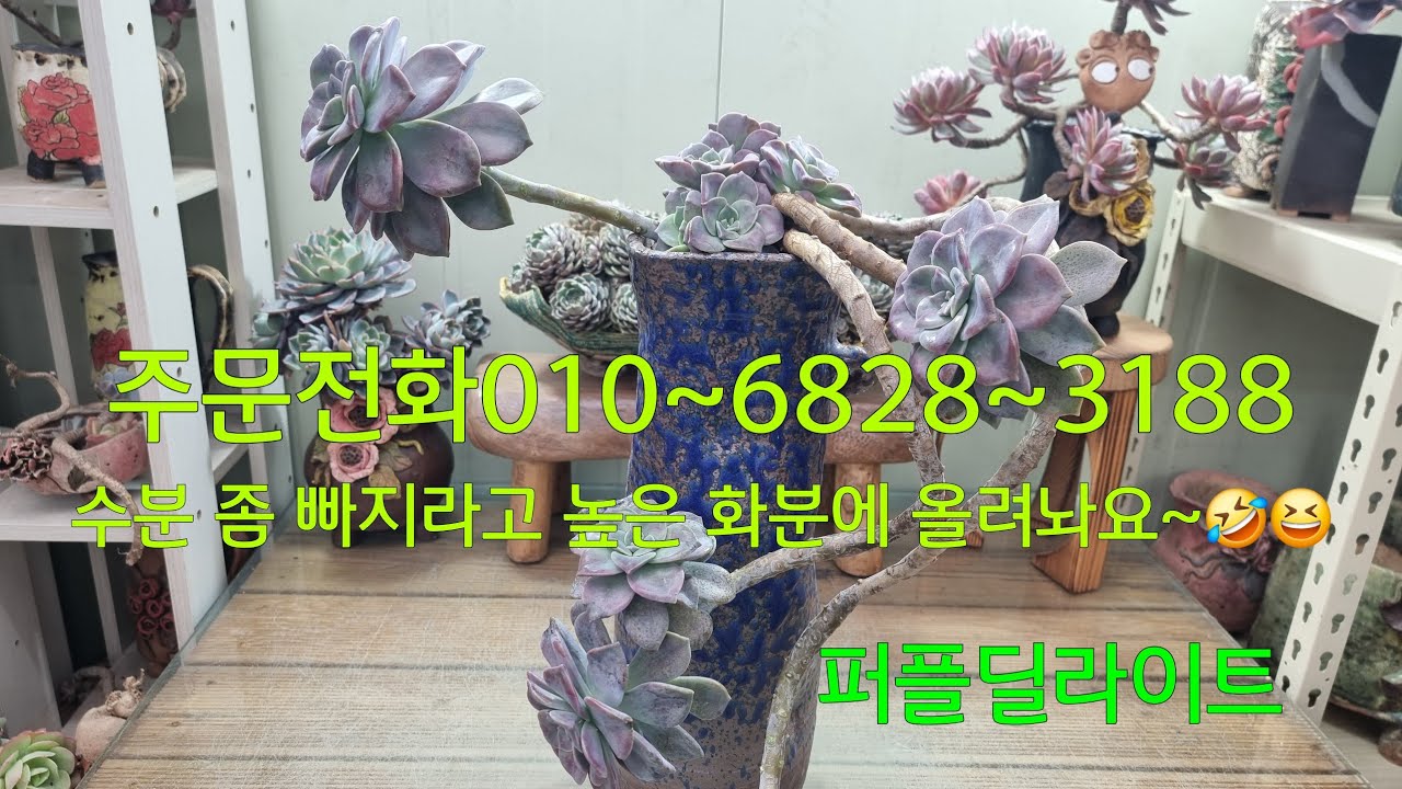 (26.2.13.금)💞퍼플딜라이트💞 코발트블루 화분에 잘 어울리네요~😁😆