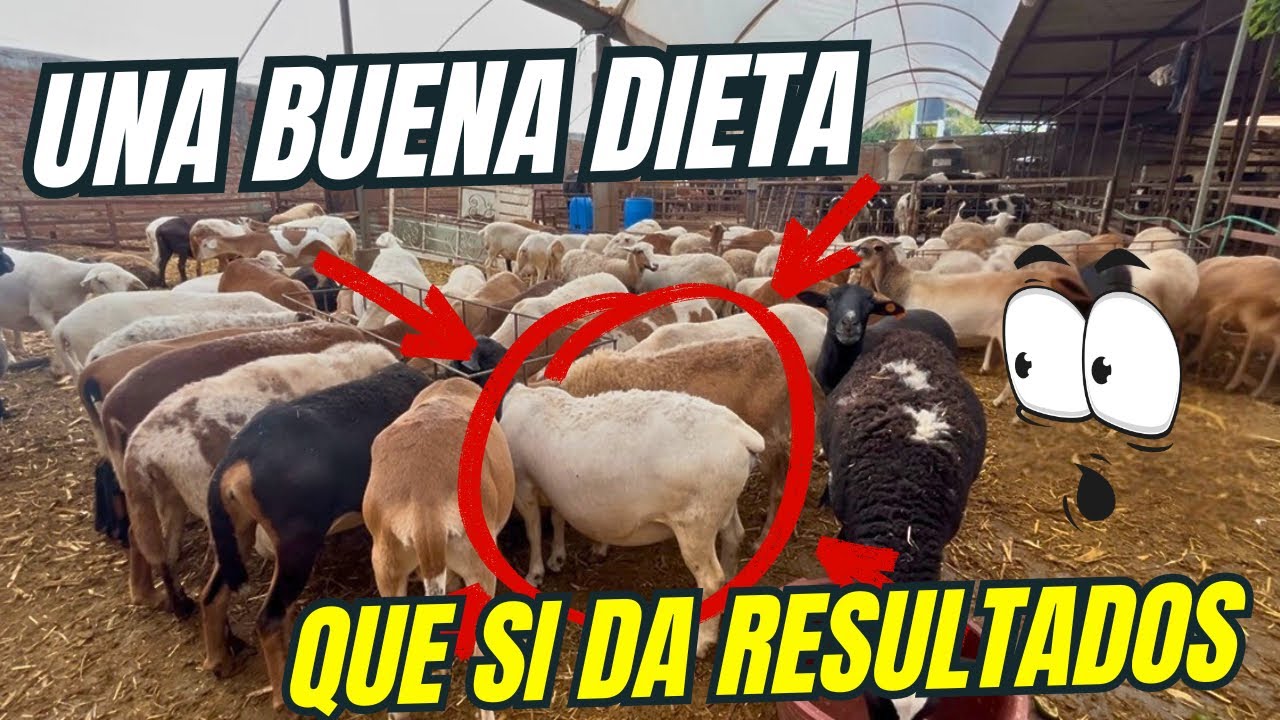 TUS BORREGAS ESTÁN FLACAS?? DALES ESTA DIETA (Cantidades reales)