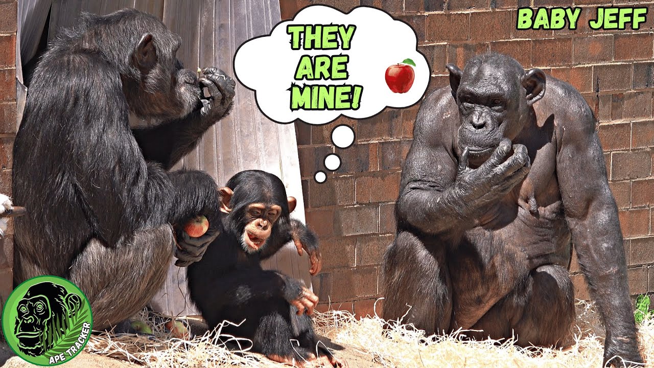 Delighted Baby Chimp Eating Sweet Rewards From Mom !