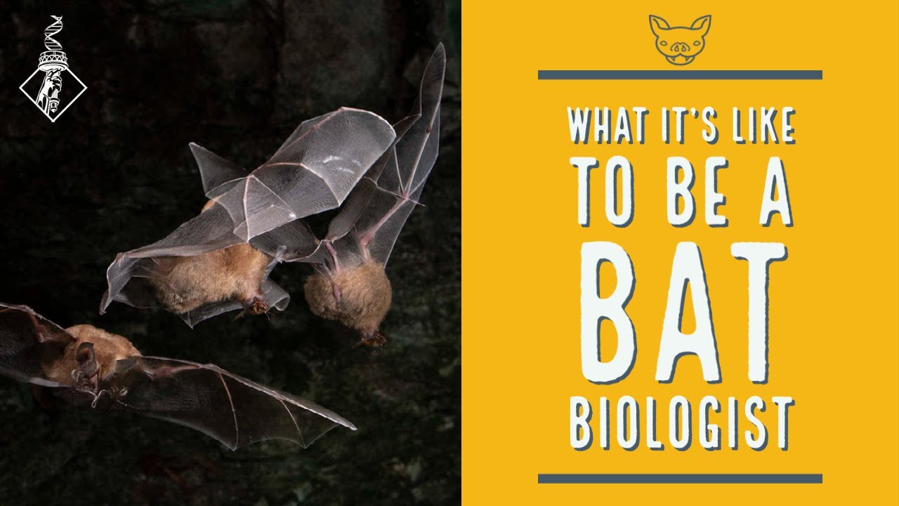 What it's like to be a Bat Biologist | SciAll.org
