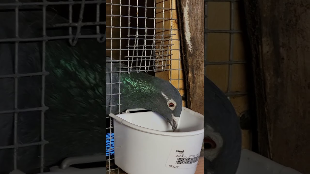 Testing new Feeders | Racing Pigeon | Homer | Kabutar
