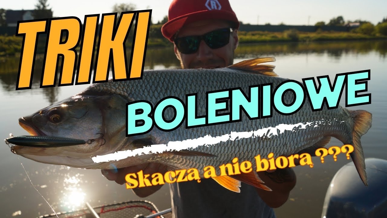 Jak złowić Bolenia ?▫️ Wrześniowe bolenie  #wędkarstwospinningowe #boleń #wędkarstwo