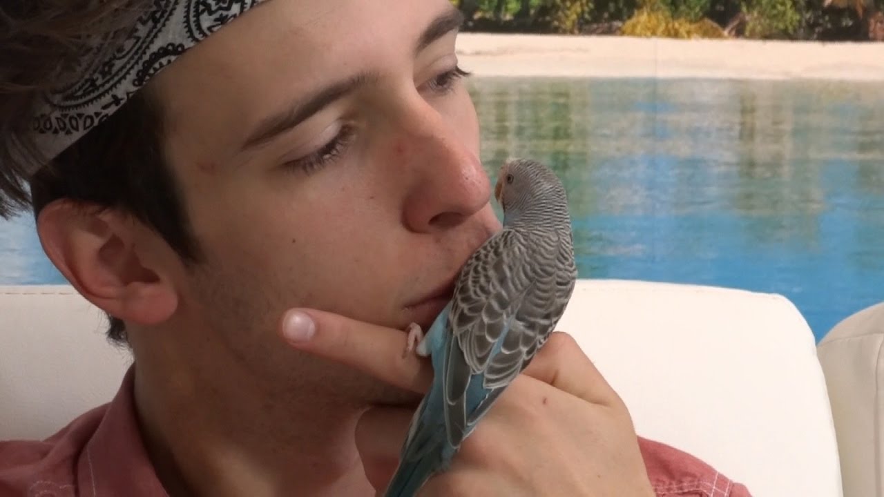Comment apprivoiser une perruche avec William et Rowdy Part 02