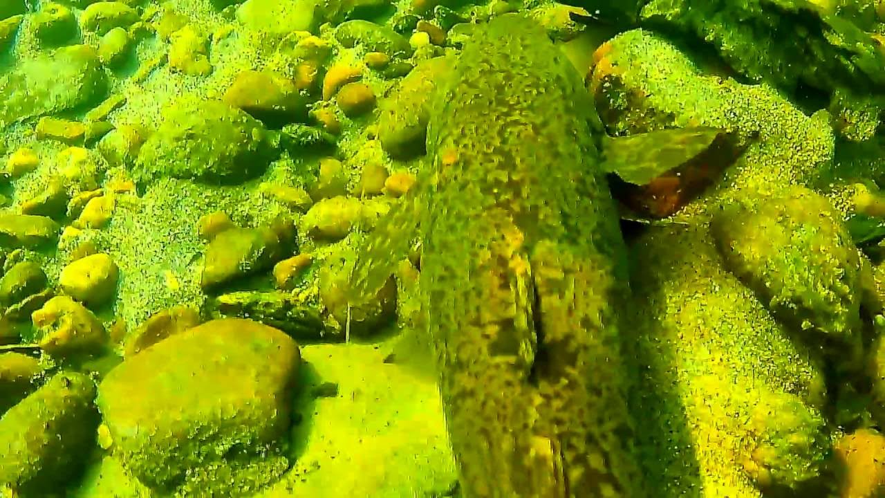 Подводная охота на реке Китой